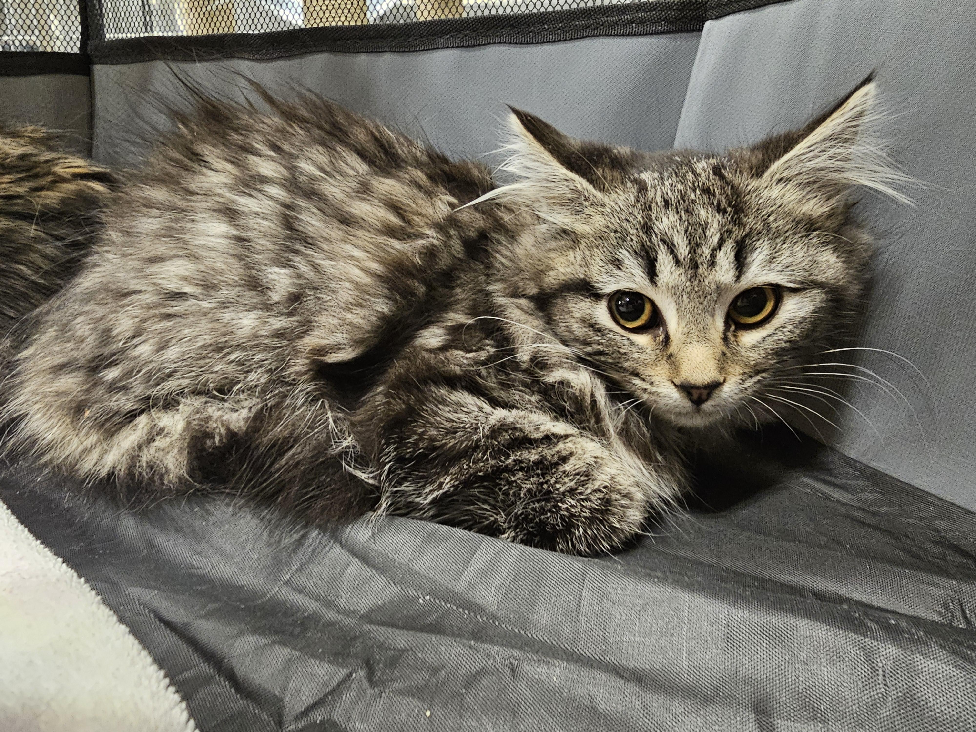 Enlarge Dixie, an adopted mixed breed in Richmond, VA image 5/5