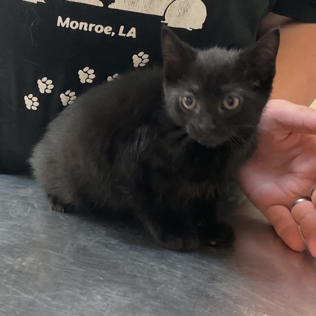 Enlarge Poe, a Adoptable Domestic Short Hair in Monroe, LA image 1/1