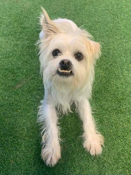 Dax, Adoptable, Senior Male Shih Tzu.