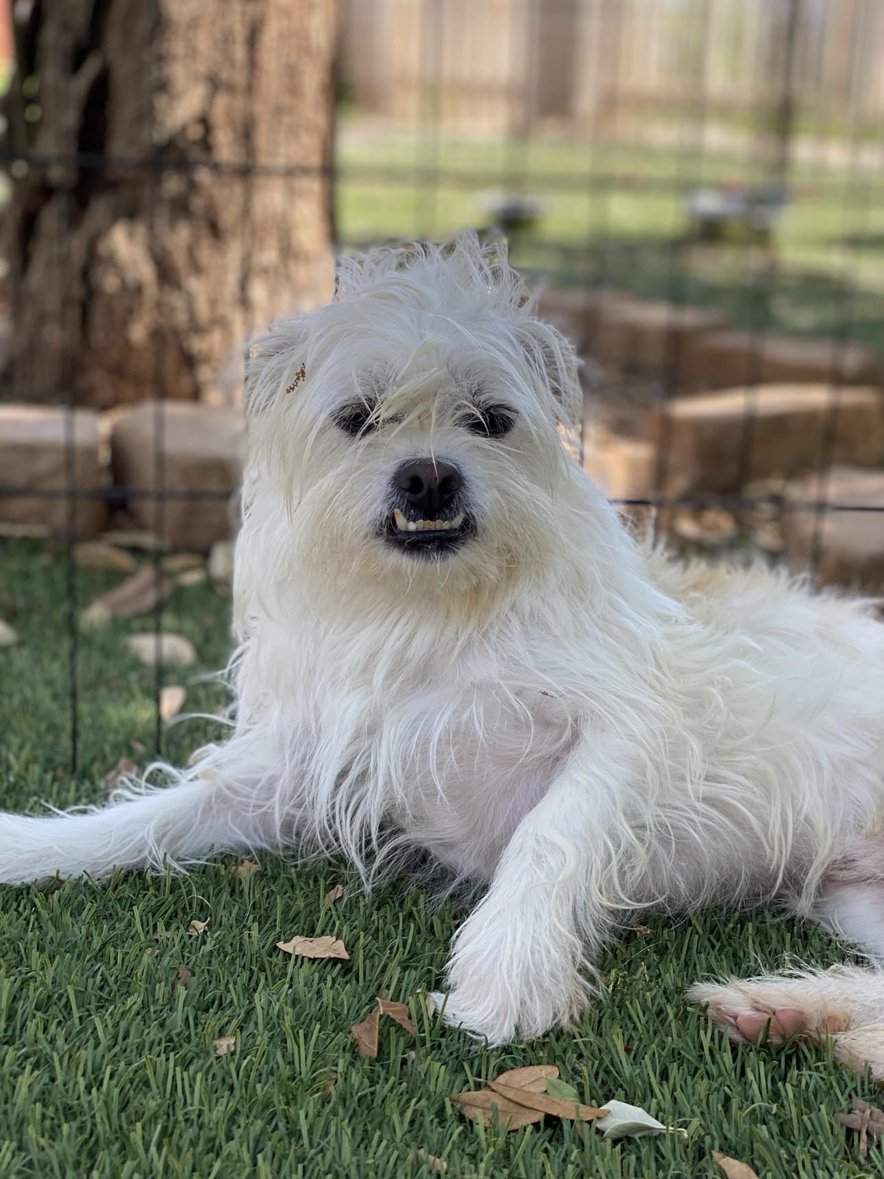 Enlarge Dax, a Adoptable mixed breed in San Angelo , TX image 3/5