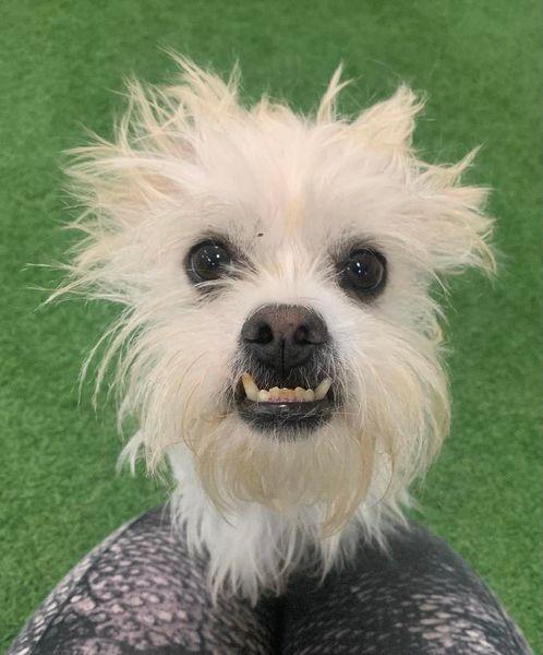 Enlarge Dax, a Adoptable mixed breed in San Angelo , TX image 4/5
