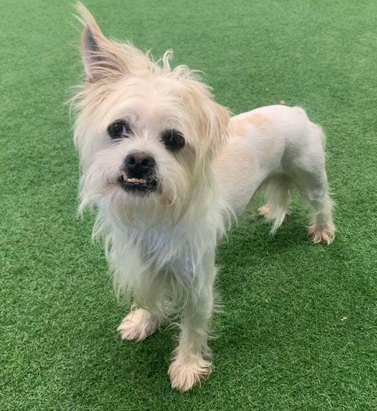 Enlarge Dax, a Adoptable mixed breed in San Angelo , TX image 5/5