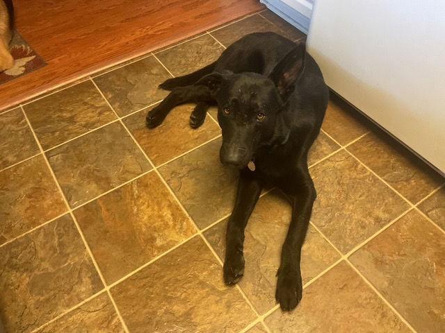 Declan, Adoptable, Adult Male German Shepherd Dog.