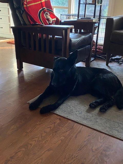 Enlarge Declan, a Adoptable German Shepherd Dog in Modesto, CA image 2/2