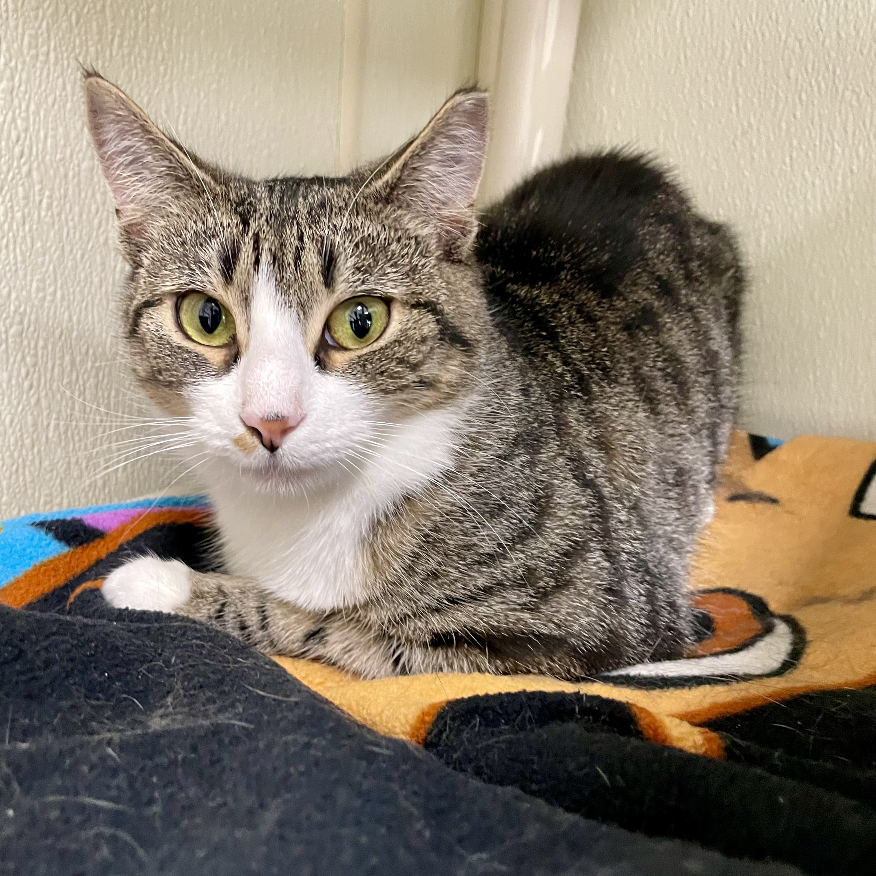 Marty Maraschino, a Adoptable Domestic Short Hair in Binghamton, NY image 6/6