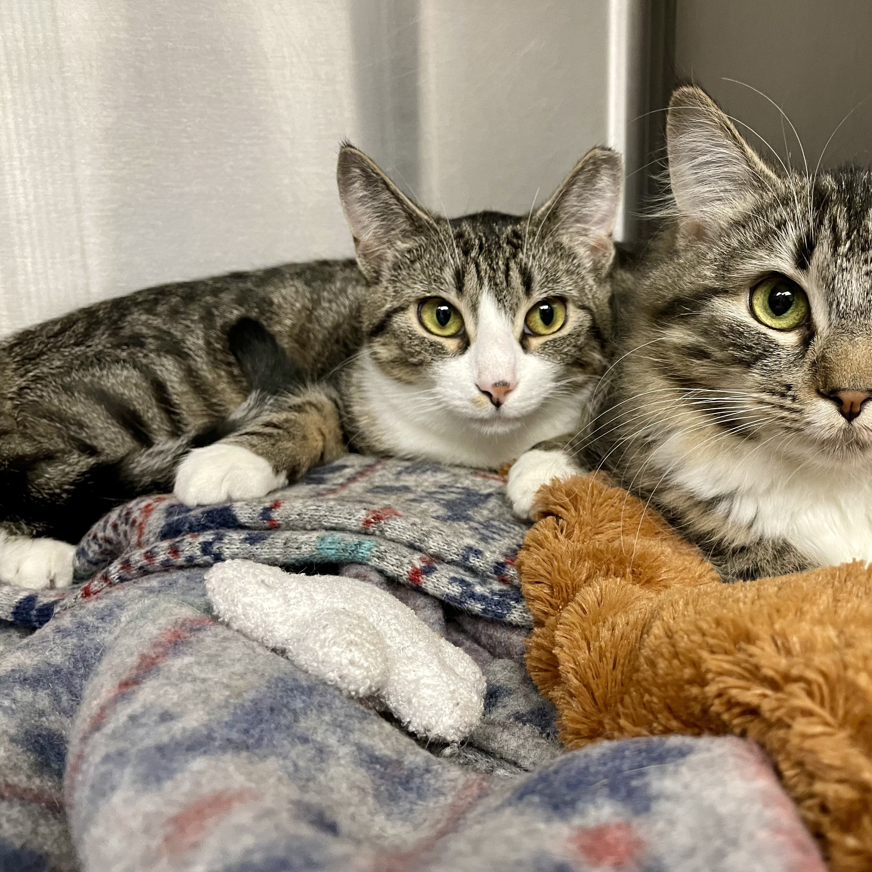Marty Maraschino, a Adoptable Domestic Short Hair in Binghamton, NY image 4/6