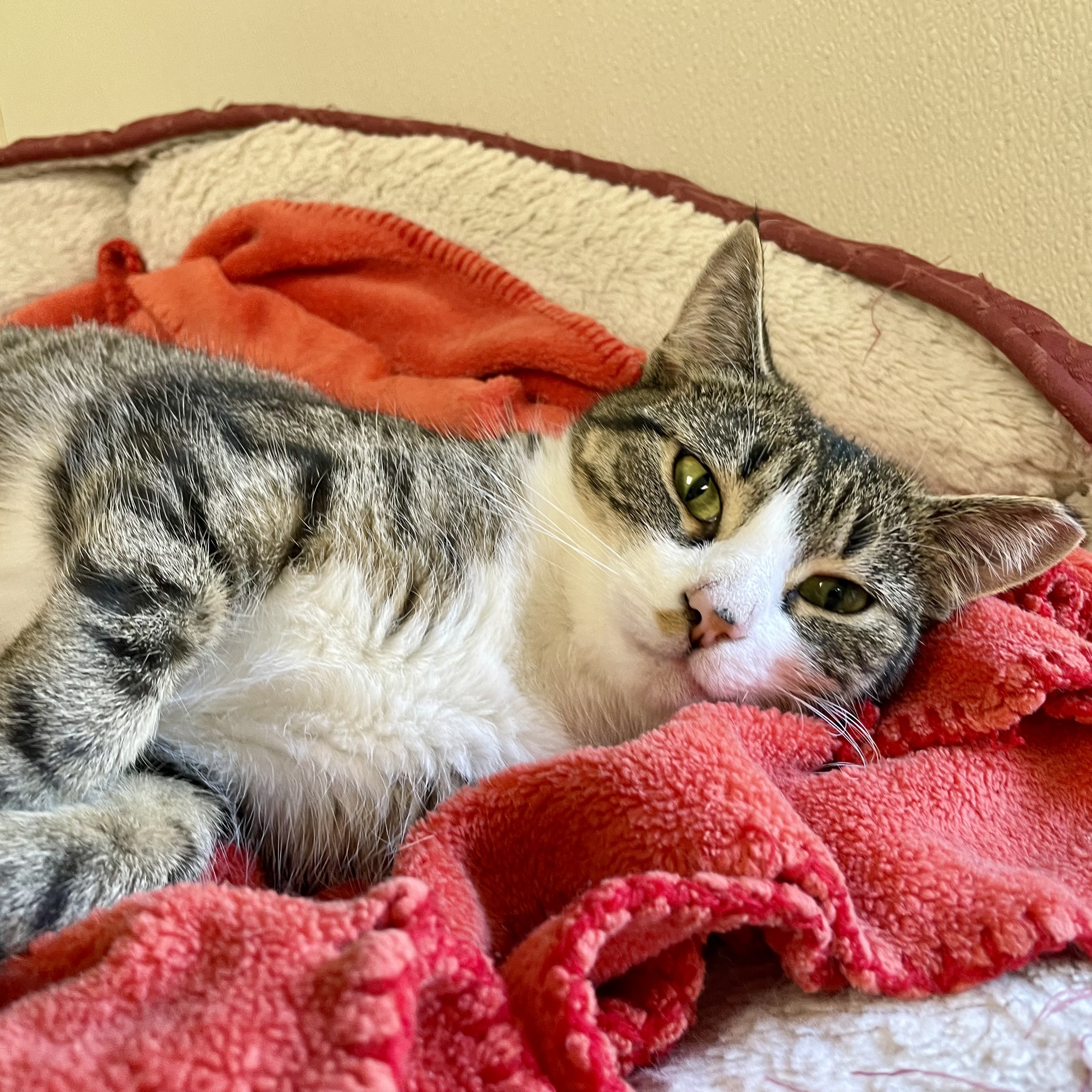 Marty Maraschino, a Adoptable Domestic Short Hair in Binghamton, NY image 2/6