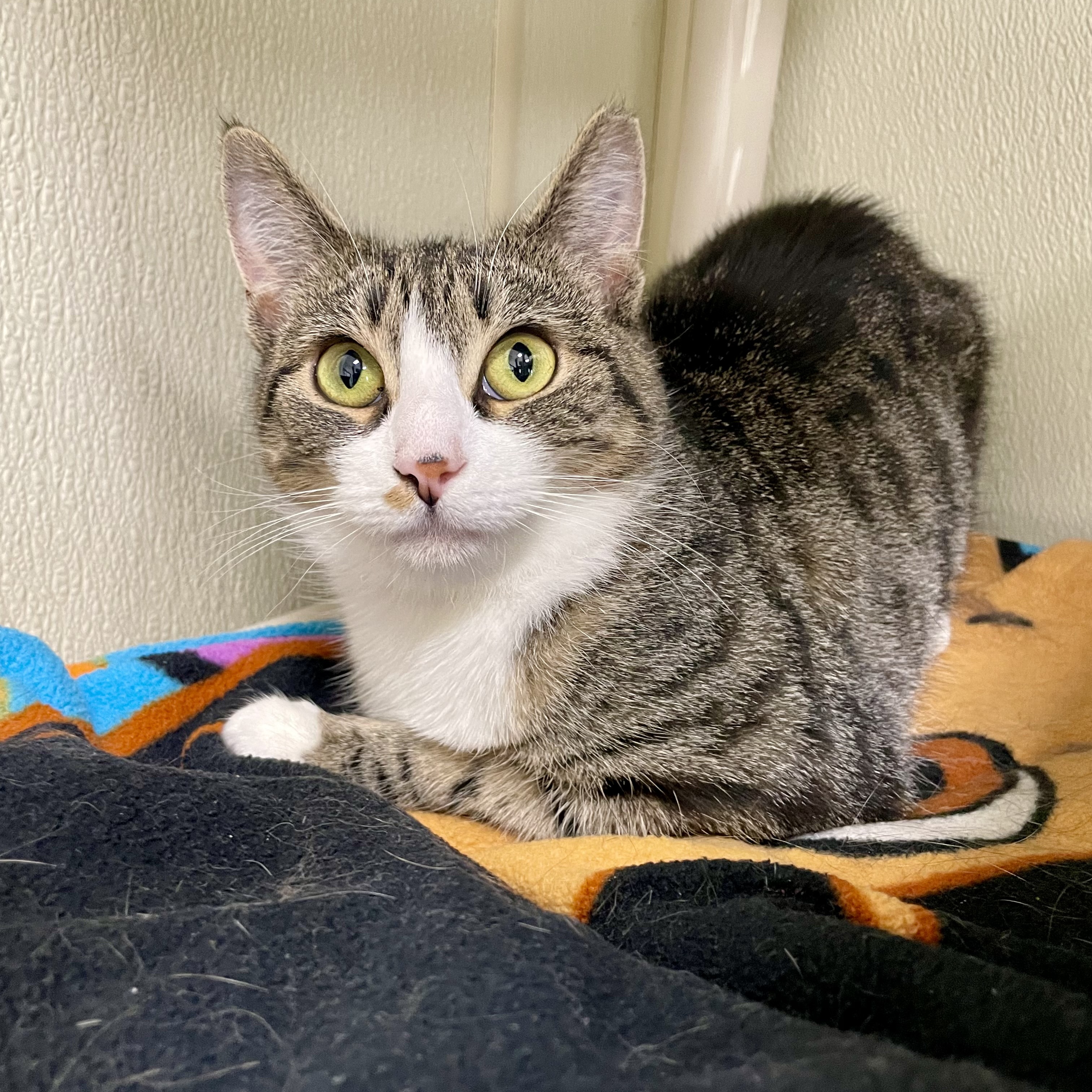 Marty Maraschino, a Adoptable Domestic Short Hair in Binghamton, NY image 3/6