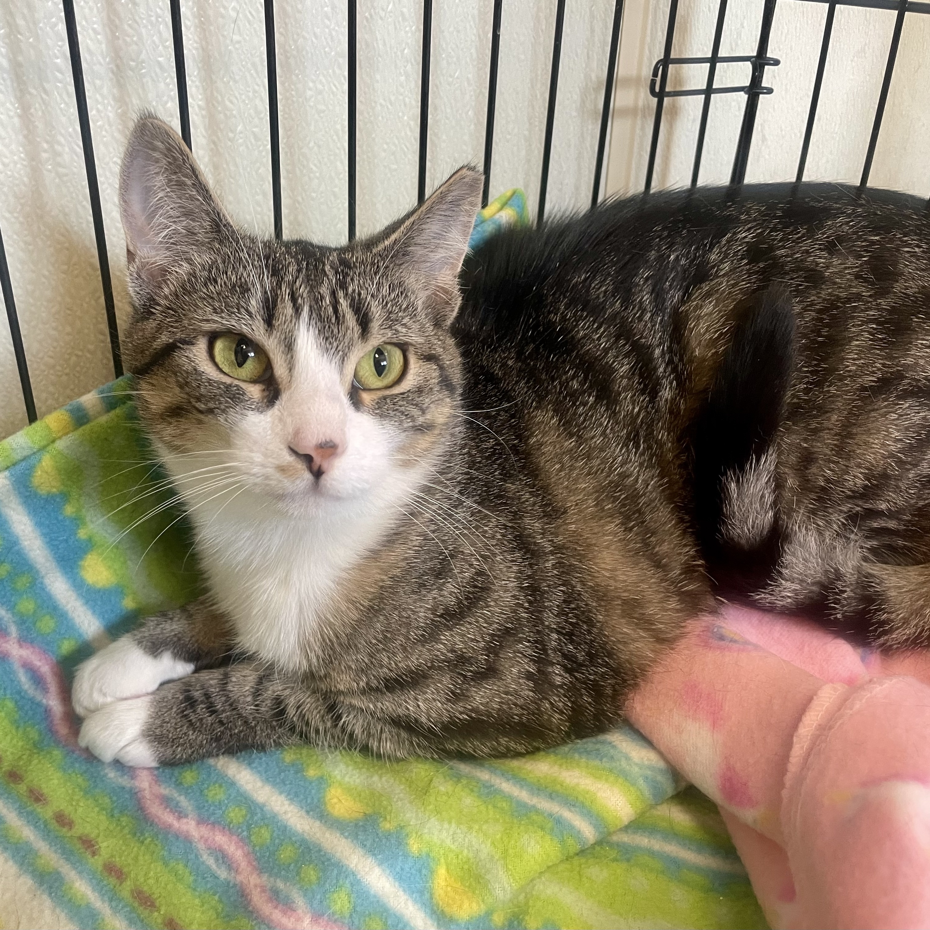 Marty Maraschino, a Adoptable Domestic Short Hair in Binghamton, NY image 5/6