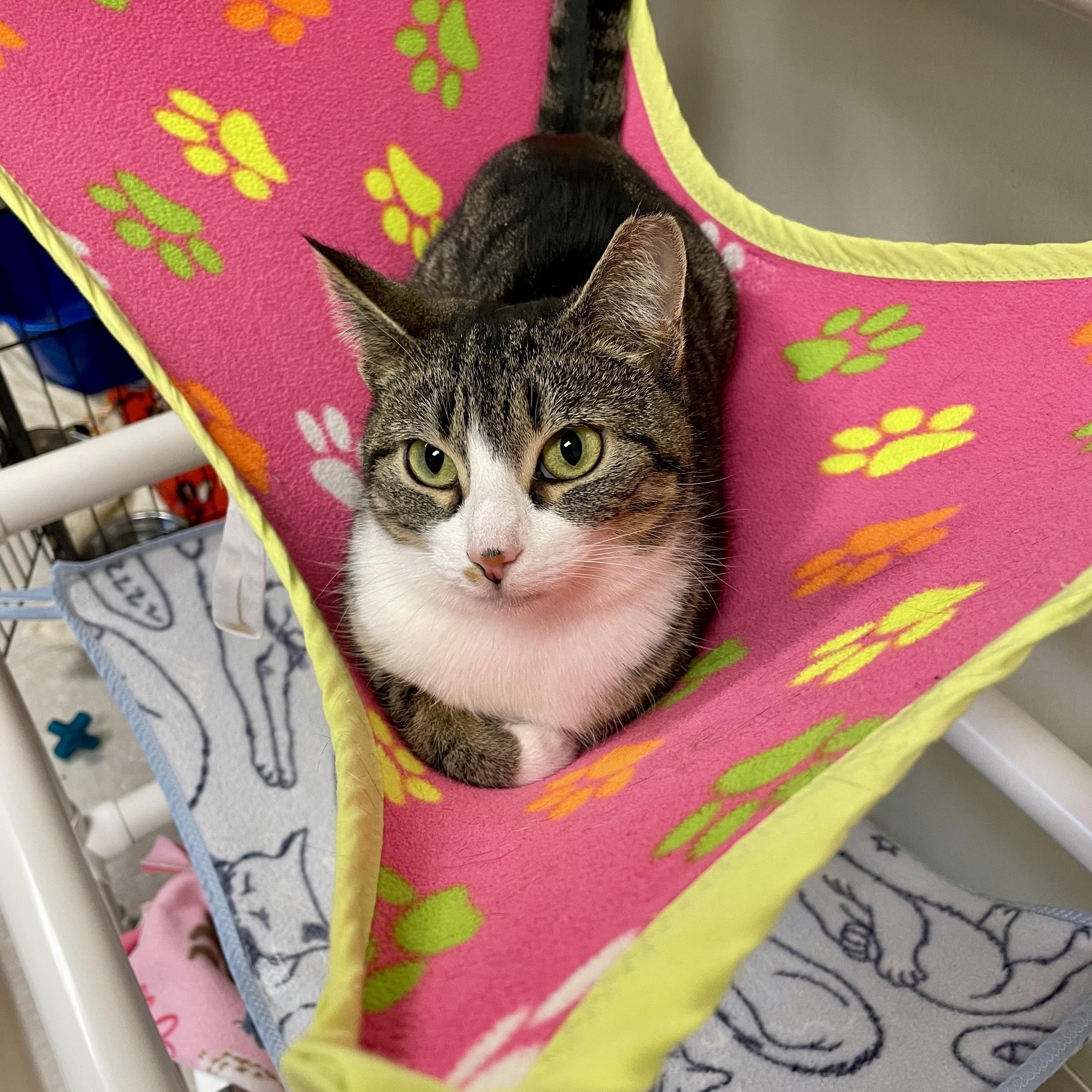 Marty Maraschino, Adoptable, Young Female Domestic Short Hair.