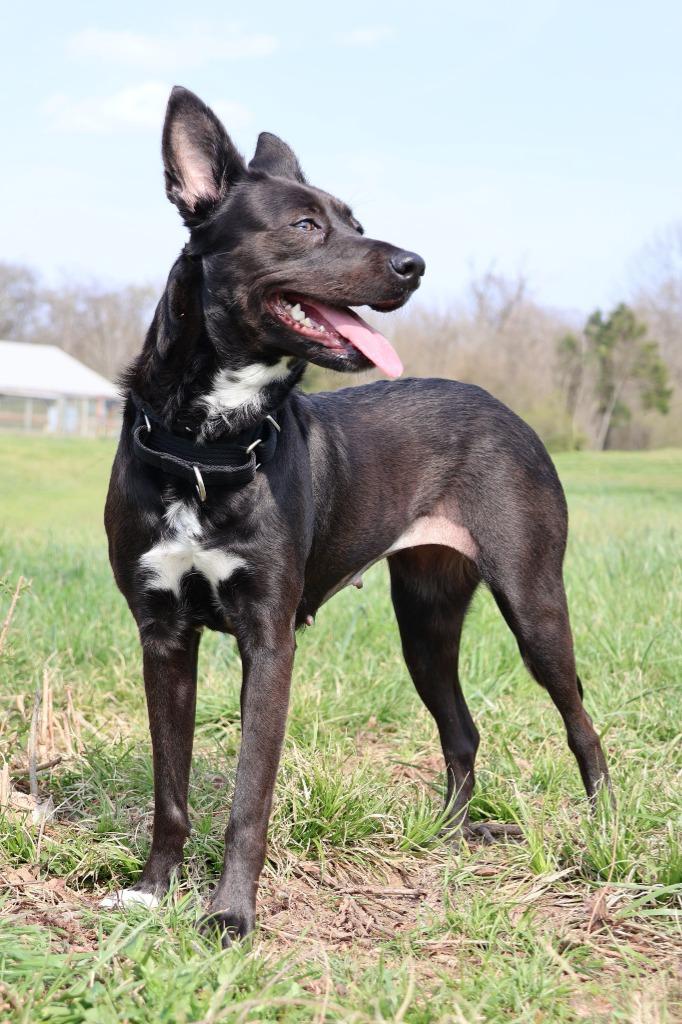 Fido, Adoptable, Young Female Mixed Breed.