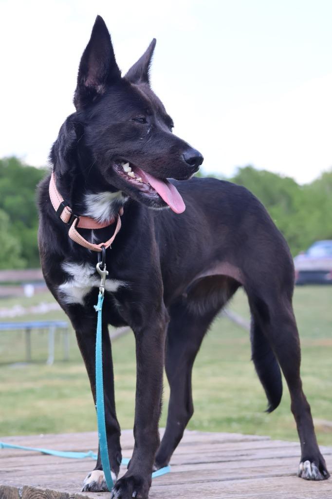 Fido, Adoptable, Young Female Mixed Breed.