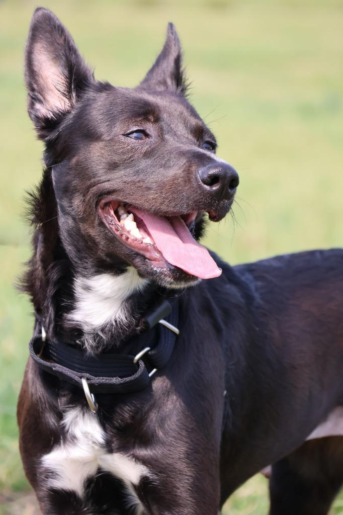 Enlarge Fido, a Adoptable mixed breed in Columbia, TN image 2/5