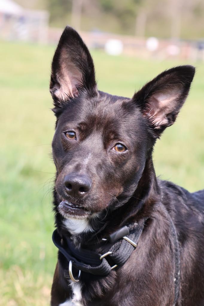 Enlarge Fido, a Adoptable mixed breed in Columbia, TN image 3/5