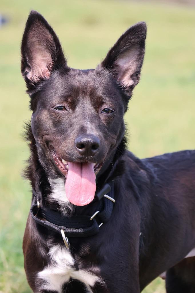 Enlarge Fido, a Adoptable mixed breed in Columbia, TN image 4/5