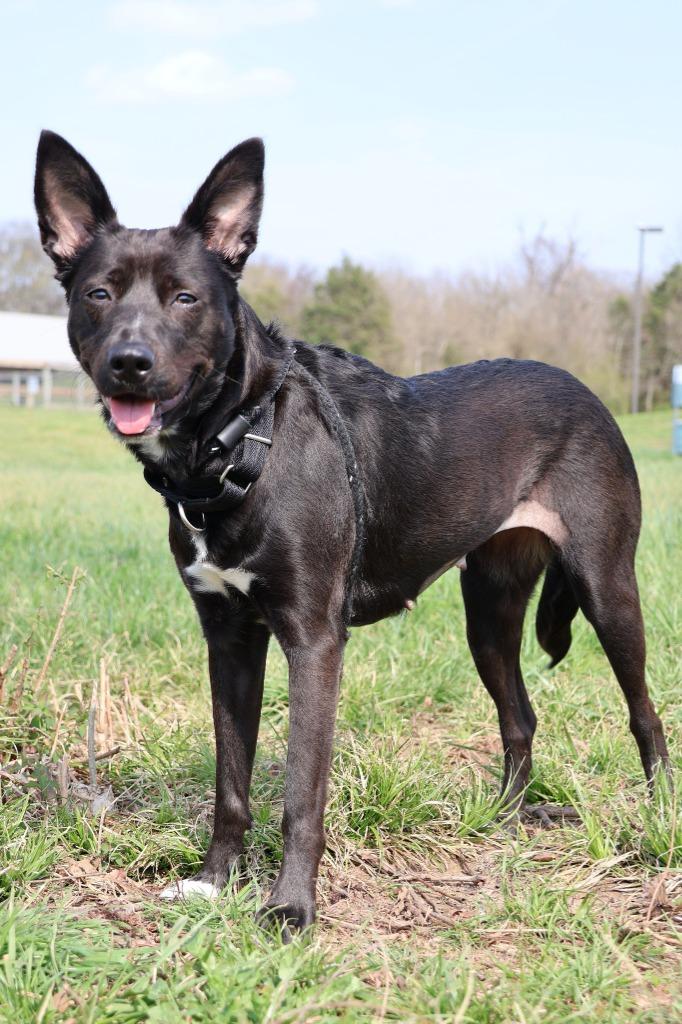 Enlarge Fido, a Adoptable mixed breed in Columbia, TN image 5/5