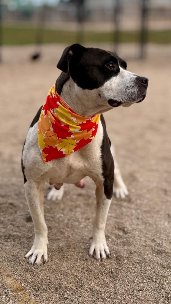 Enlarge Lumi, a Adoptable Mixed Breed in Muskegon, MI image 1/5