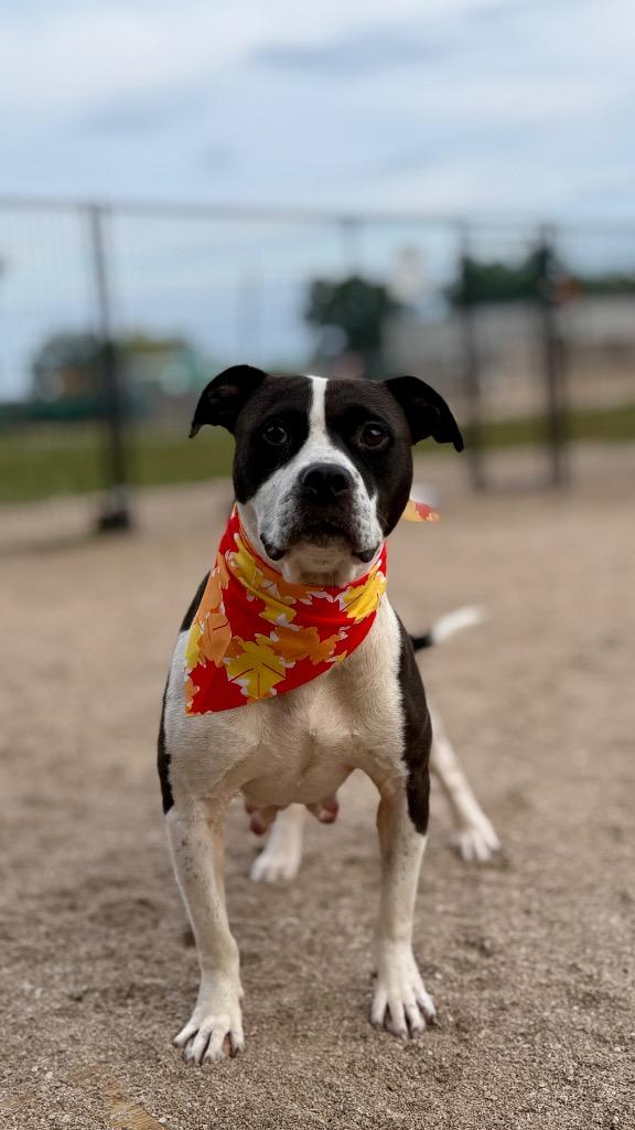 Enlarge Lumi, a Adoptable Mixed Breed in Muskegon, MI image 2/5