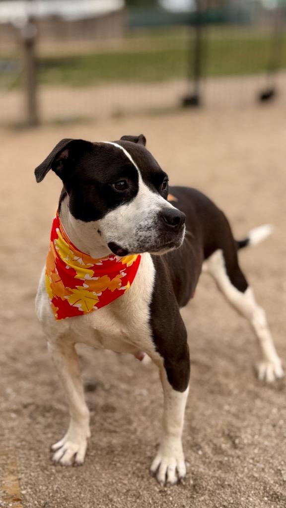 Enlarge Lumi, a Adoptable Mixed Breed in Muskegon, MI image 4/5