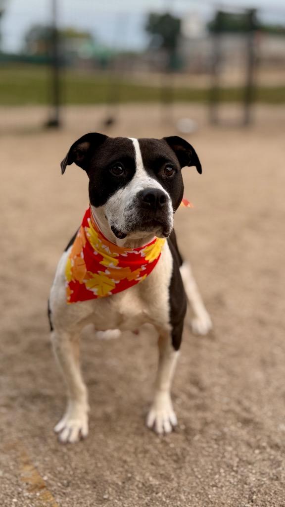 Enlarge Lumi, a Adoptable Mixed Breed in Muskegon, MI image 3/5