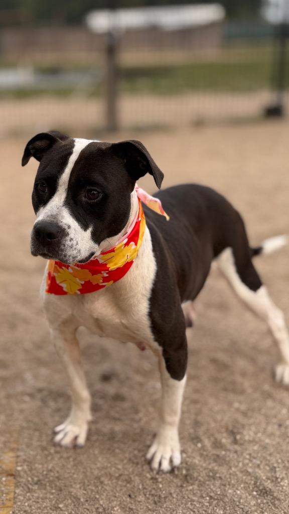 Enlarge Lumi, a Adoptable Mixed Breed in Muskegon, MI image 5/5