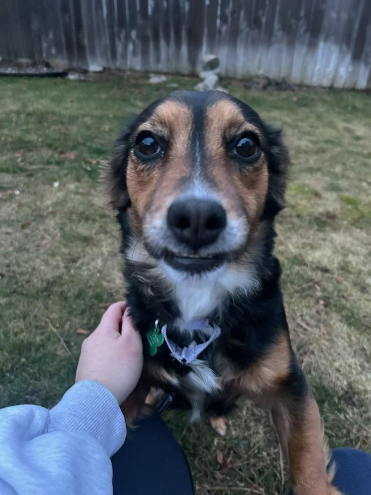 Enlarge Whirley, a Adoptable mixed breed in Rathdrum, ID image 2/7