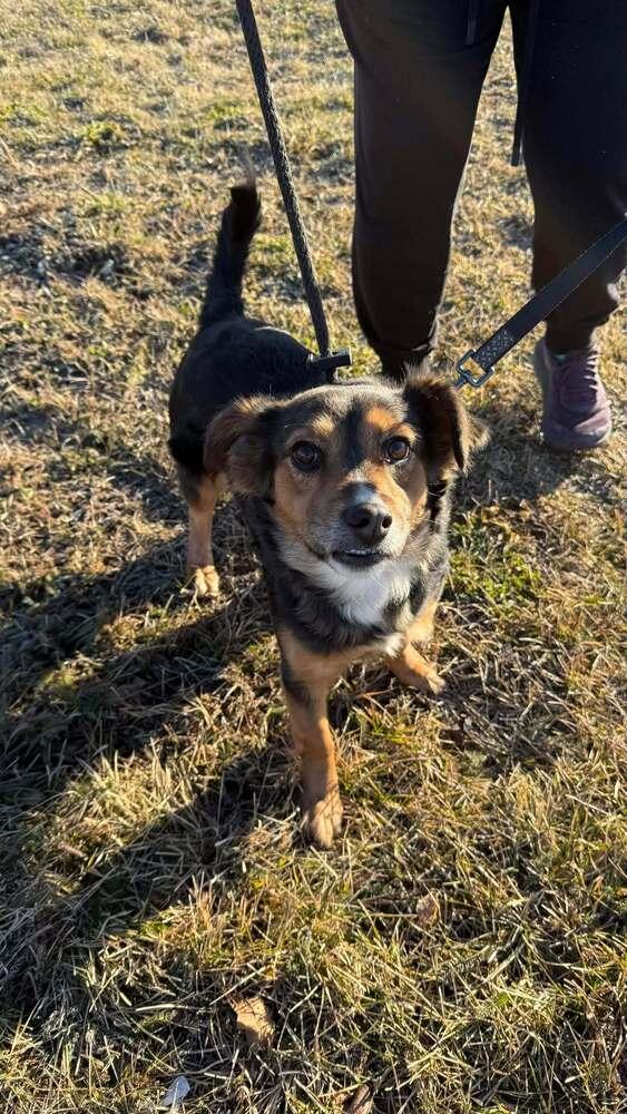Whirley, Adoptable, Young Female Mixed Breed.