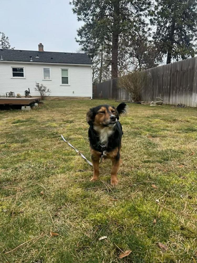 Enlarge Whirley, a Adoptable mixed breed in Rathdrum, ID image 4/7