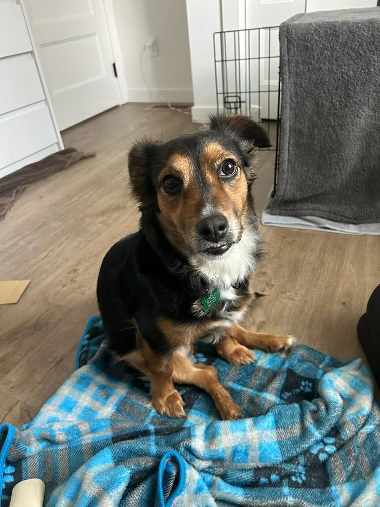 Enlarge Whirley, a Adoptable mixed breed in Rathdrum, ID image 7/7