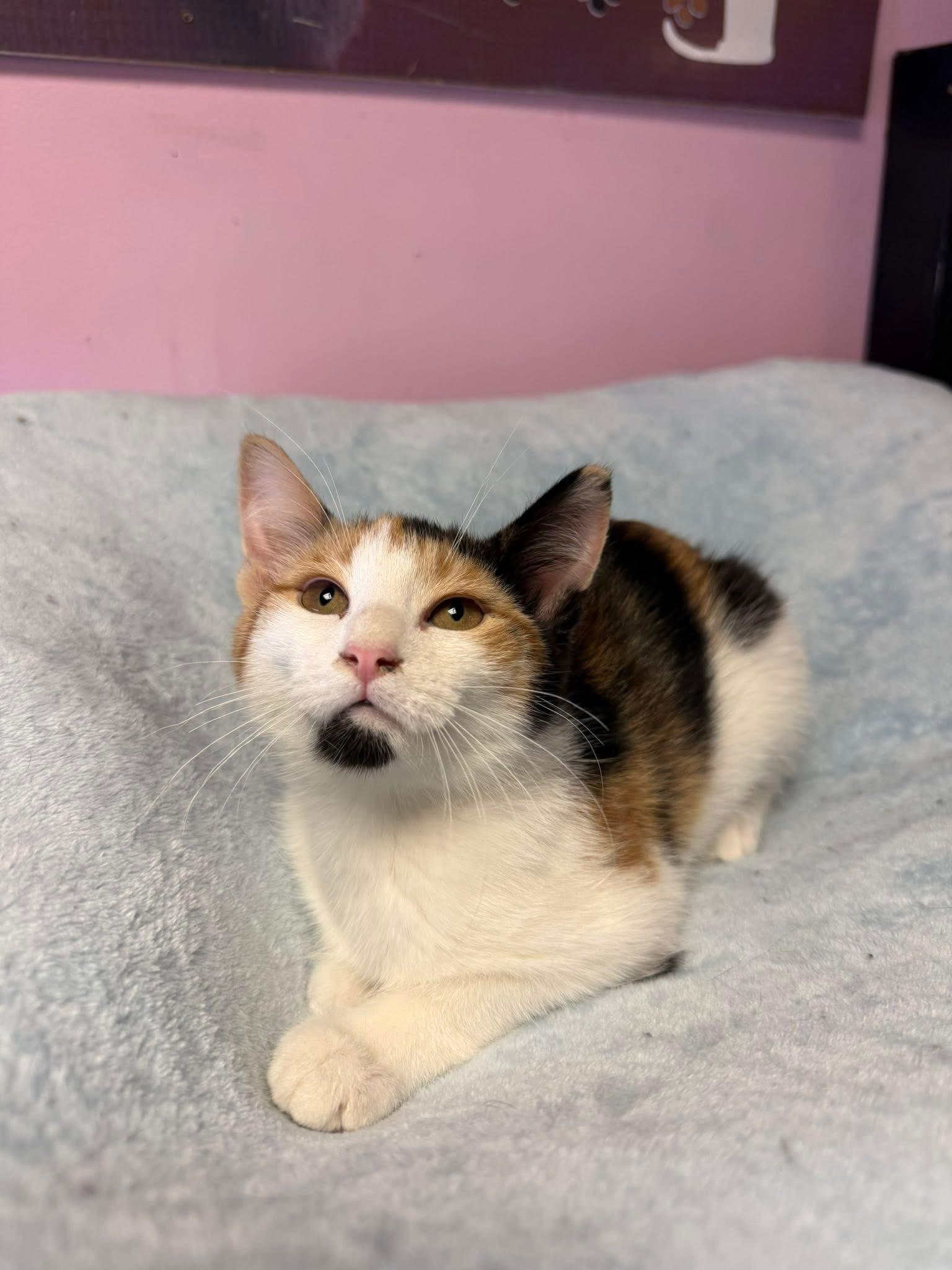 Enlarge Arielle, an adopted Domestic Short Hair in Freeport, NY image 1/1