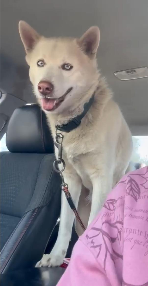 Lucius — thumbnail 4