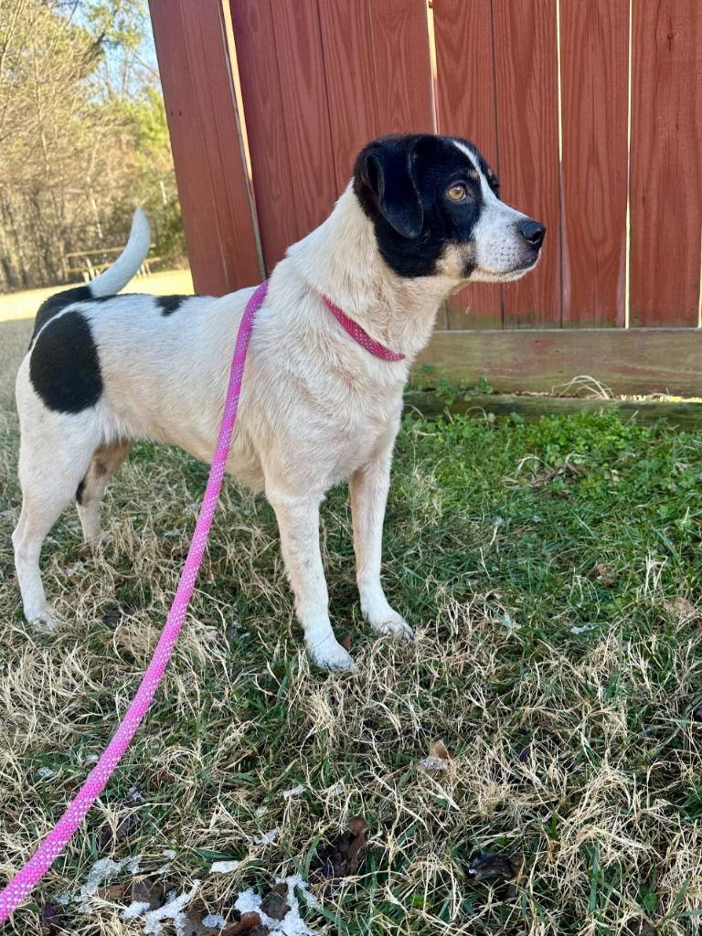 Enlarge DA 7 Buttercup, a Adoptable Terrier in Glen Allen, VA image 1/3