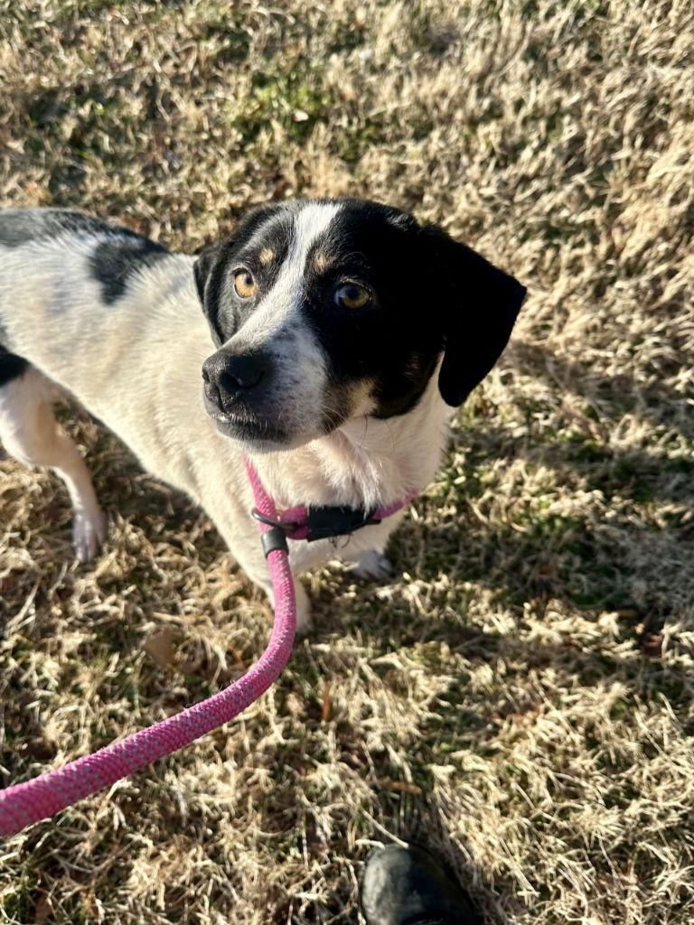 Enlarge DA 7 Buttercup, a Adoptable Terrier in Glen Allen, VA image 2/3
