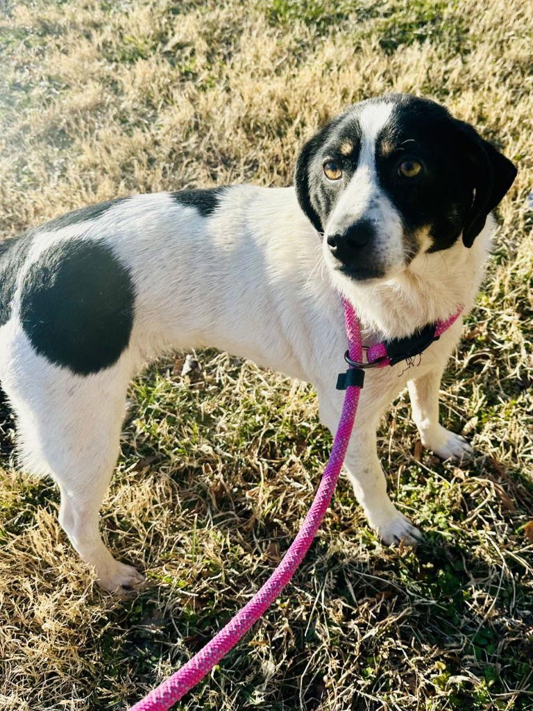 Enlarge DA 7 Buttercup, a Adoptable Terrier in Glen Allen, VA image 3/3