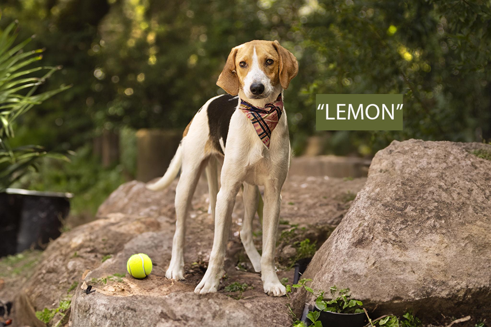 Lemon
