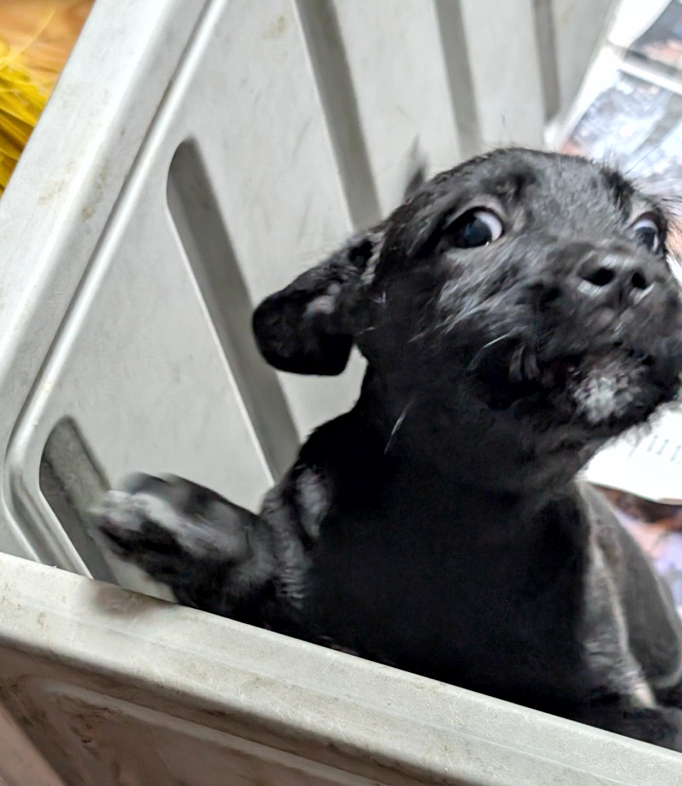 Enlarge Corbyn, a ADOPTABLE mixed breed in Sylva, NC image 3/4