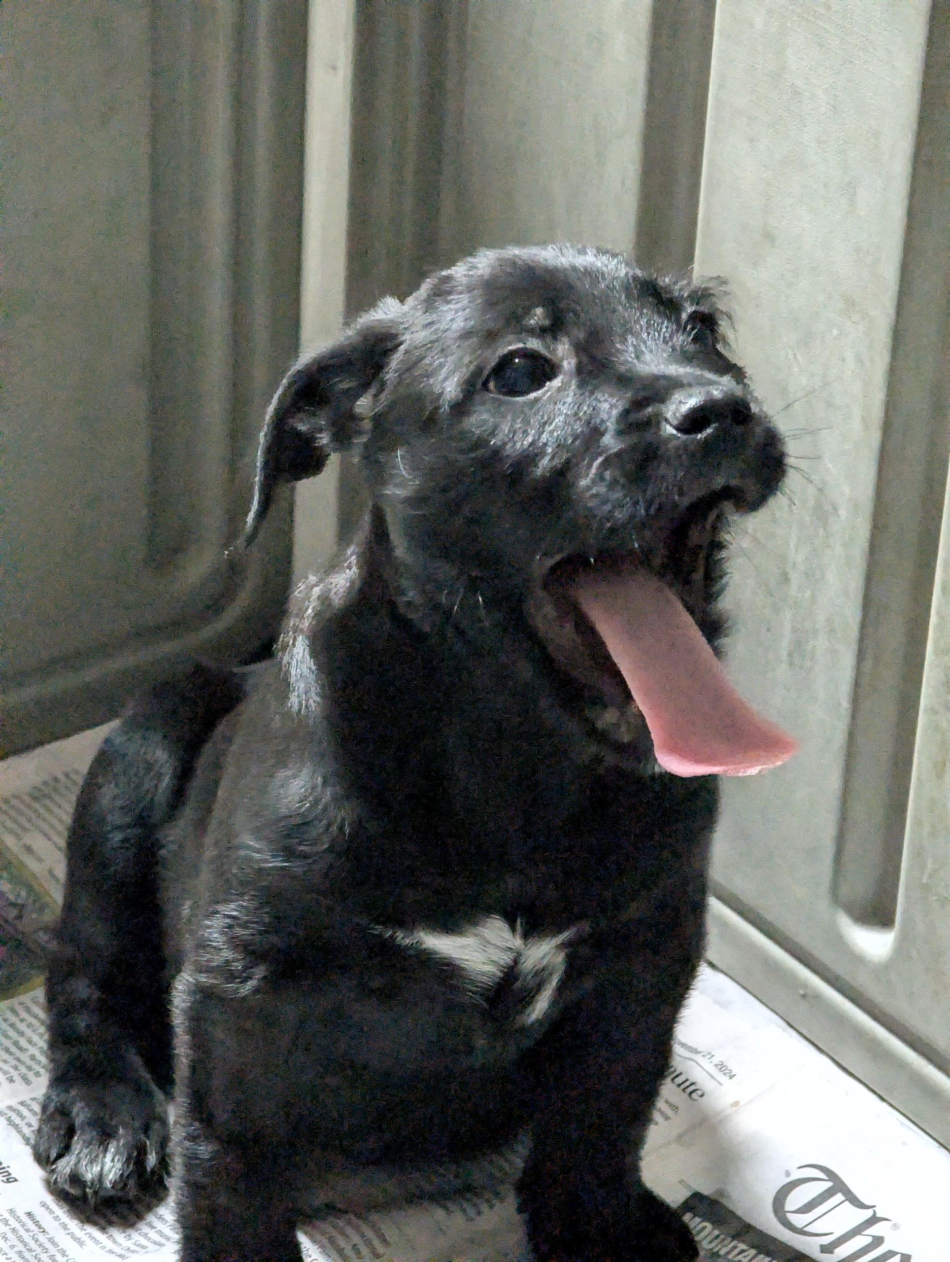 Enlarge Corbyn, a ADOPTABLE mixed breed in Sylva, NC image 1/4