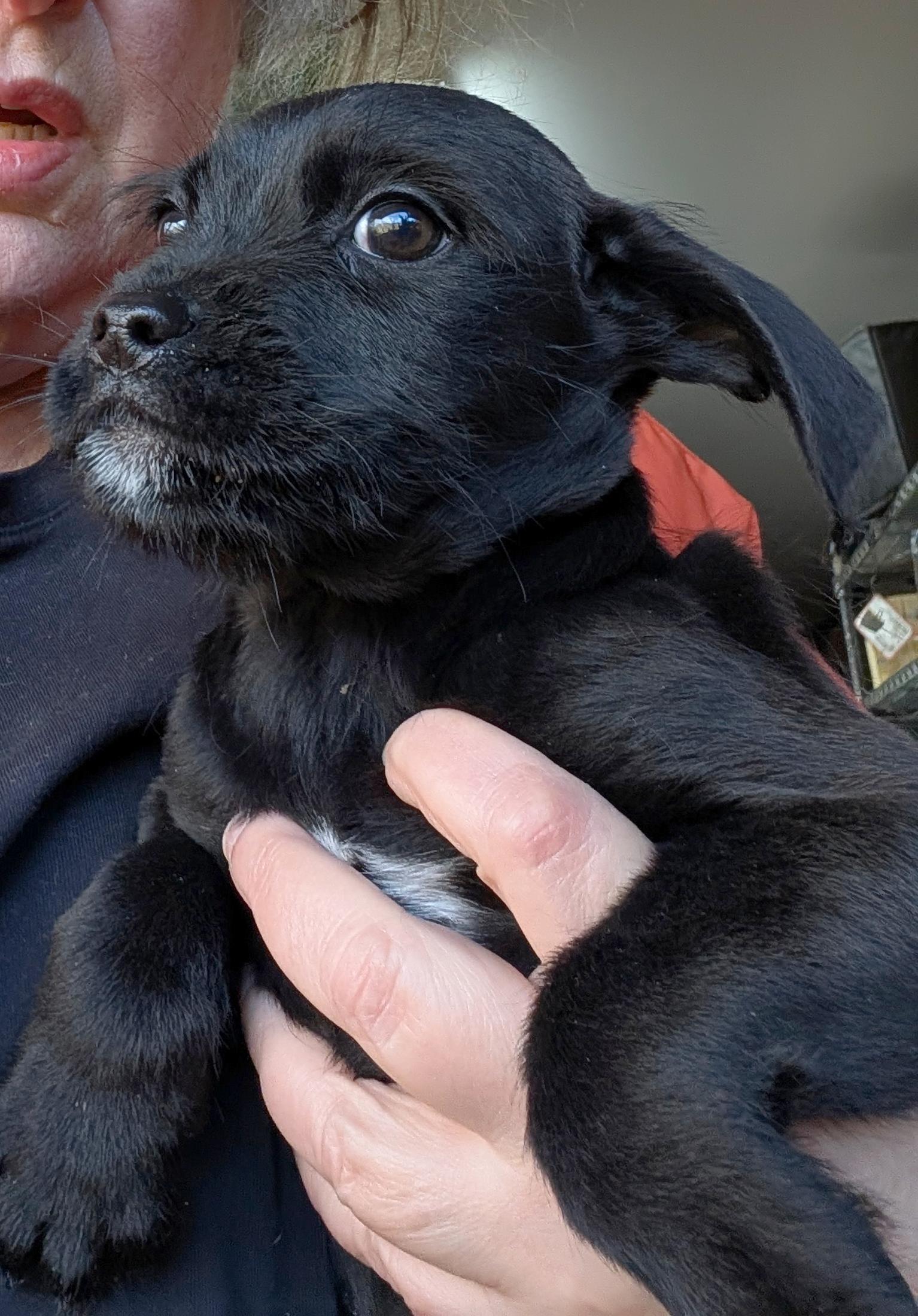 Enlarge Corbyn, a ADOPTABLE mixed breed in Sylva, NC image 3/3