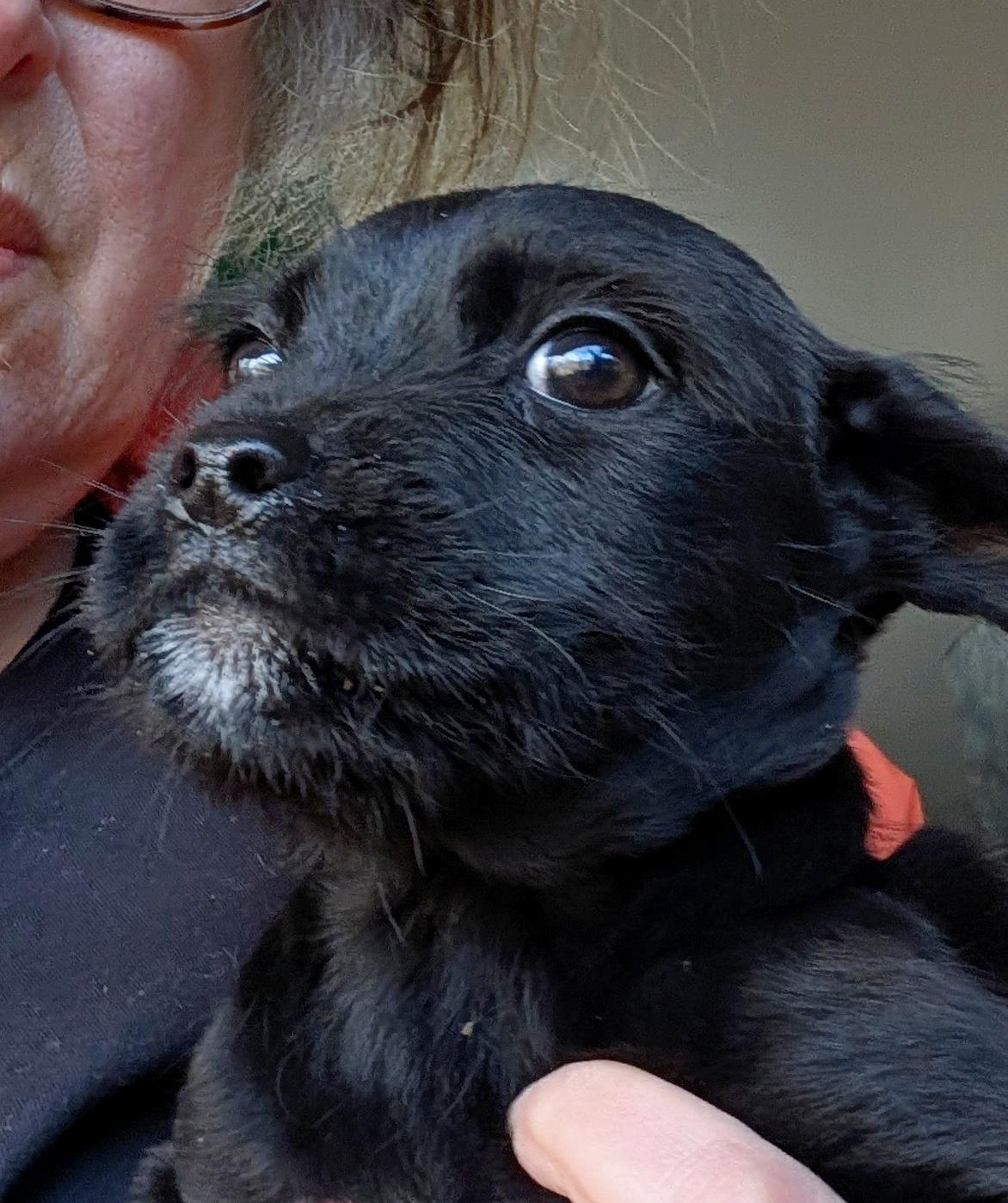 Corbyn, ADOPTABLE, Puppy Male Terrier.