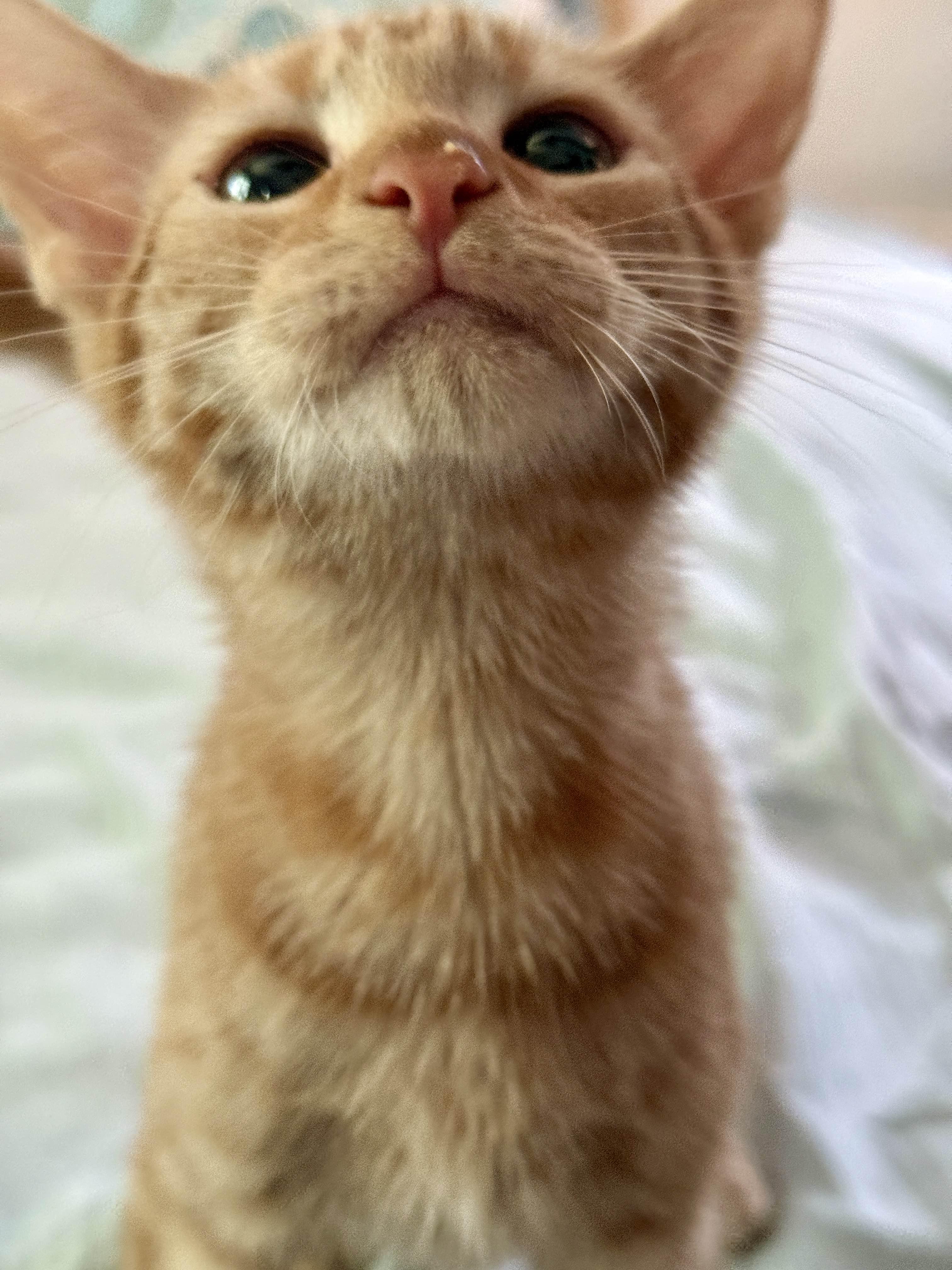 Enlarge Nacho , a Adoptable Domestic Short Hair in Monroe Township, NJ image 5/6