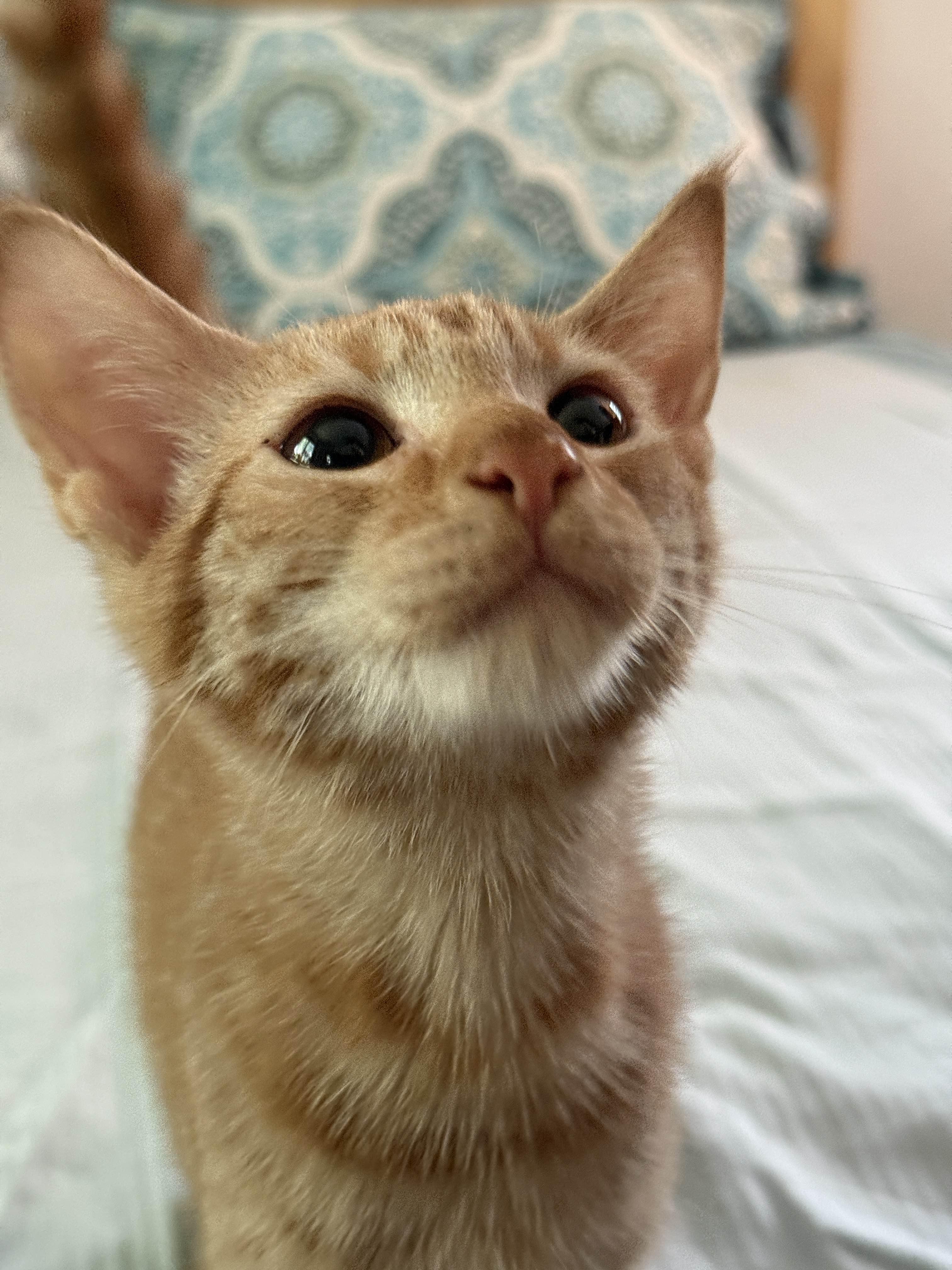 Enlarge Nacho , a Adoptable Domestic Short Hair in Monroe Township, NJ image 6/6