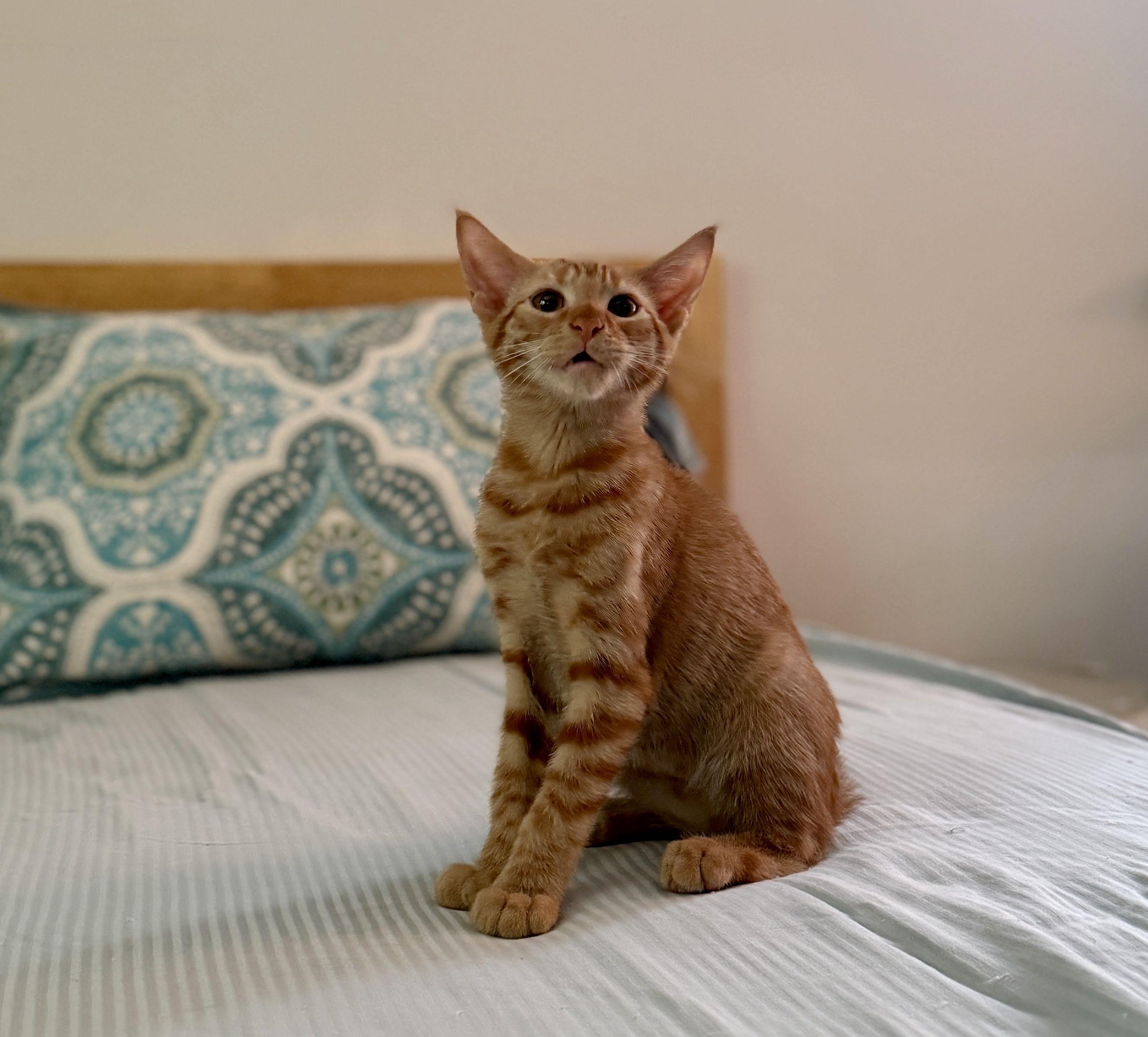 Enlarge Nacho , a Adoptable Domestic Short Hair in Monroe Township, NJ image 3/6