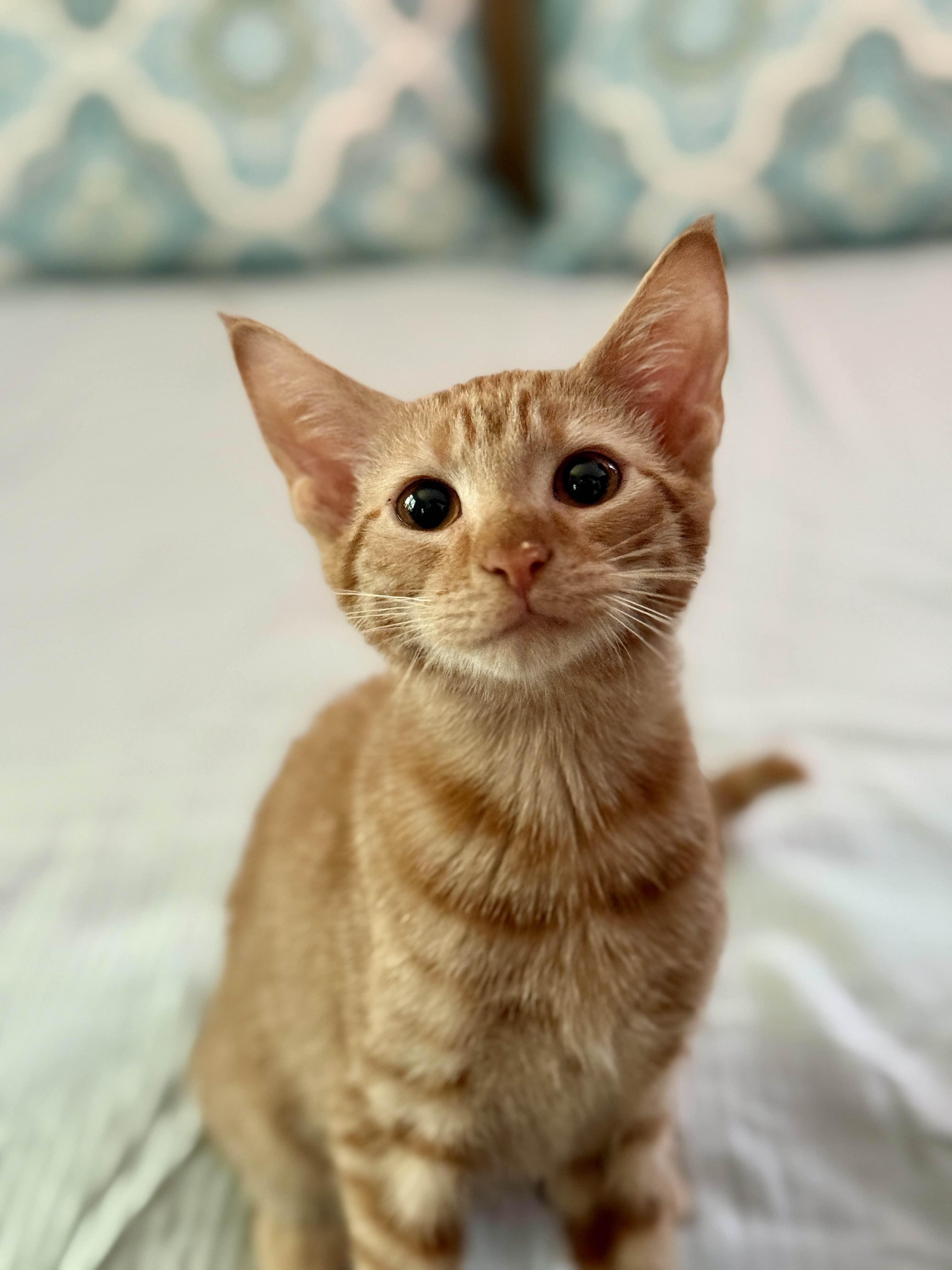Enlarge Nacho , a Adoptable Domestic Short Hair in Monroe Township, NJ image 1/6
