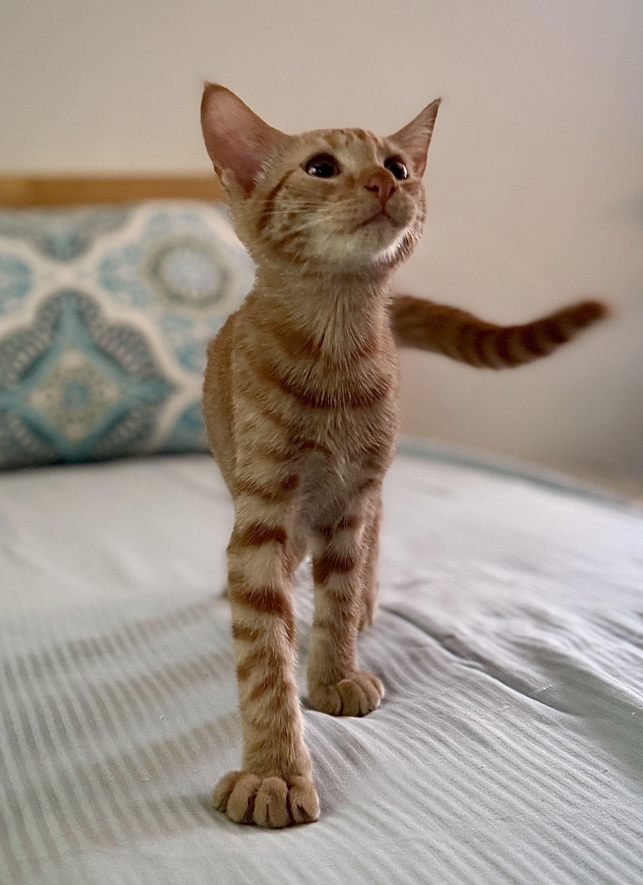 Enlarge Nacho , a Adoptable Domestic Short Hair in Monroe Township, NJ image 4/6