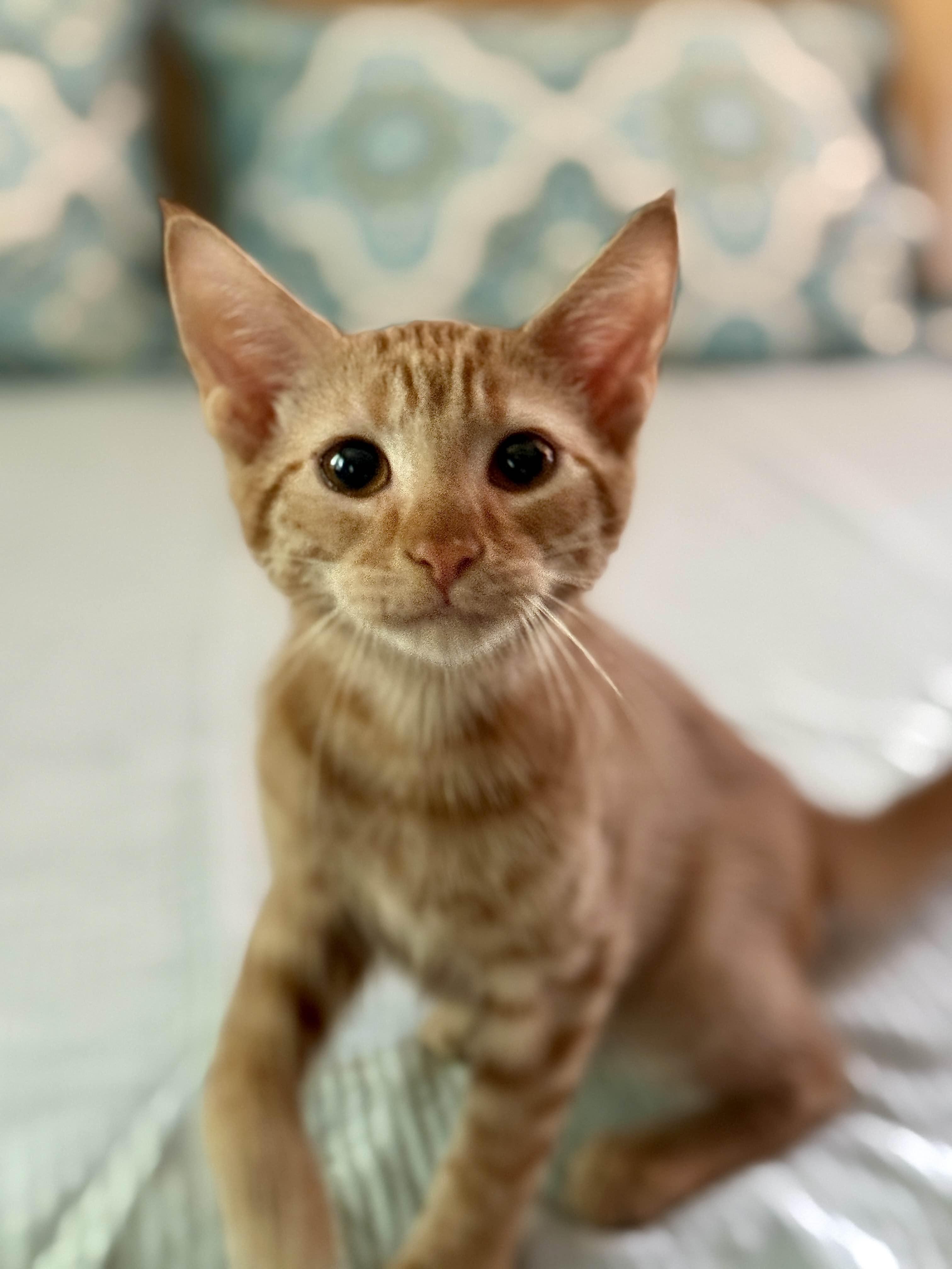 Enlarge Nacho , a Adoptable Domestic Short Hair in Monroe Township, NJ image 2/6