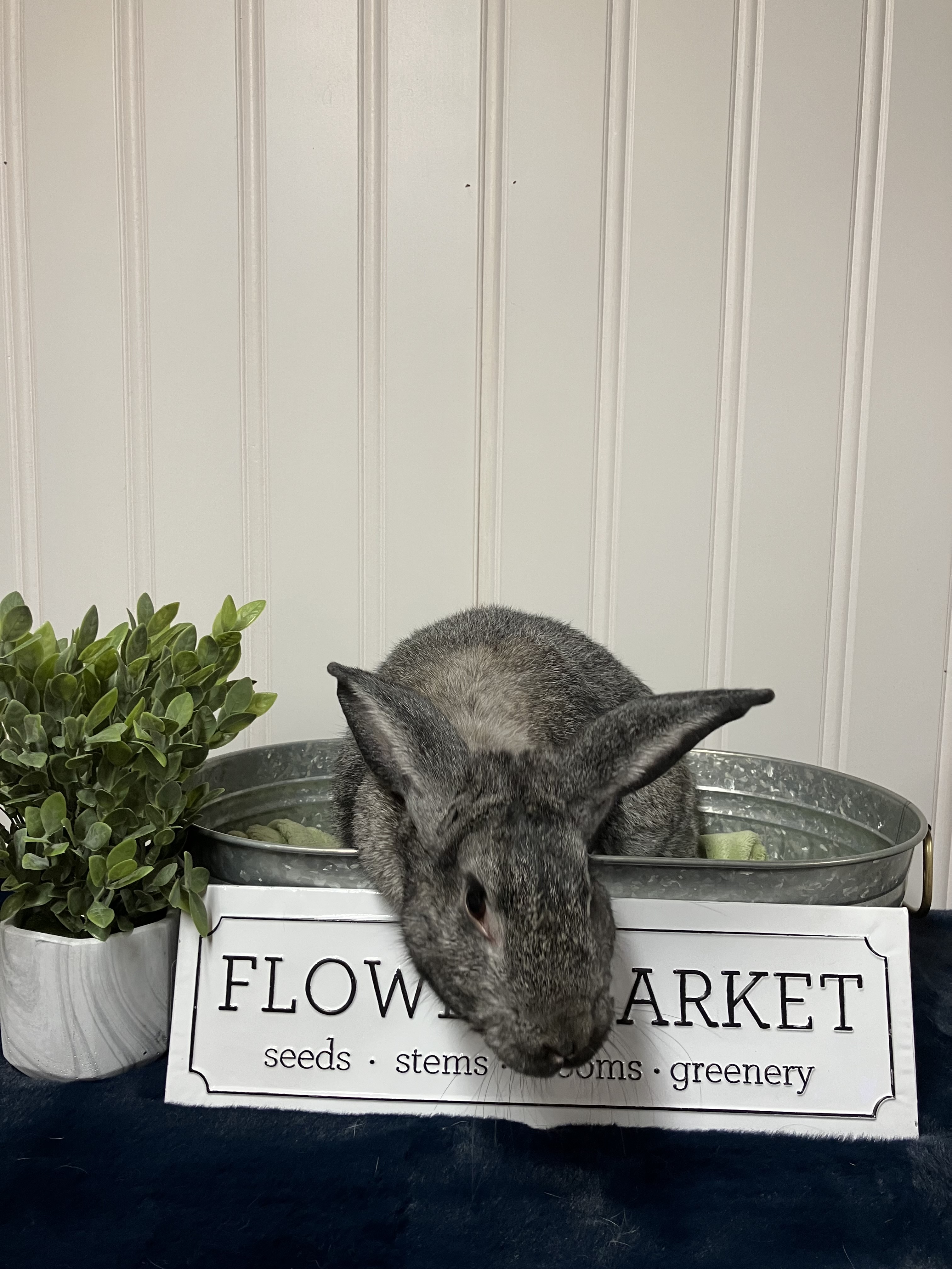 Maximus, Adoptable, Young Male Chinchilla.