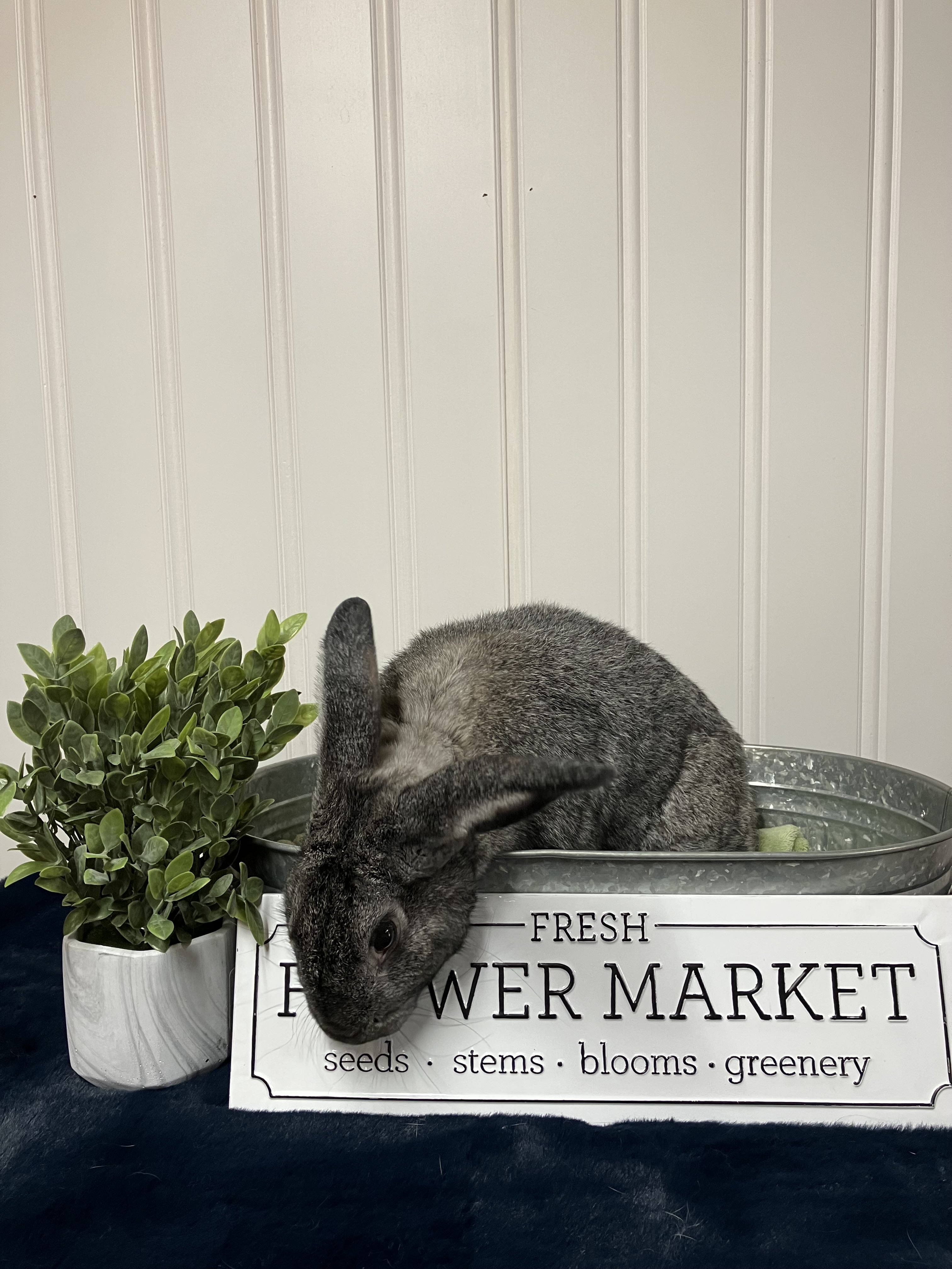 Enlarge Maximus, a Adoptable Chinchilla in Columbia, SC image 3/3