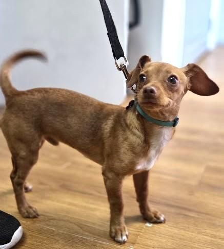 Enlarge Churro, a ADOPTABLE mixed breed in Eugene, OR image 3/3