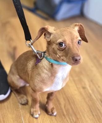 Churro, ADOPTABLE, Young Male Miniature Dachshund.