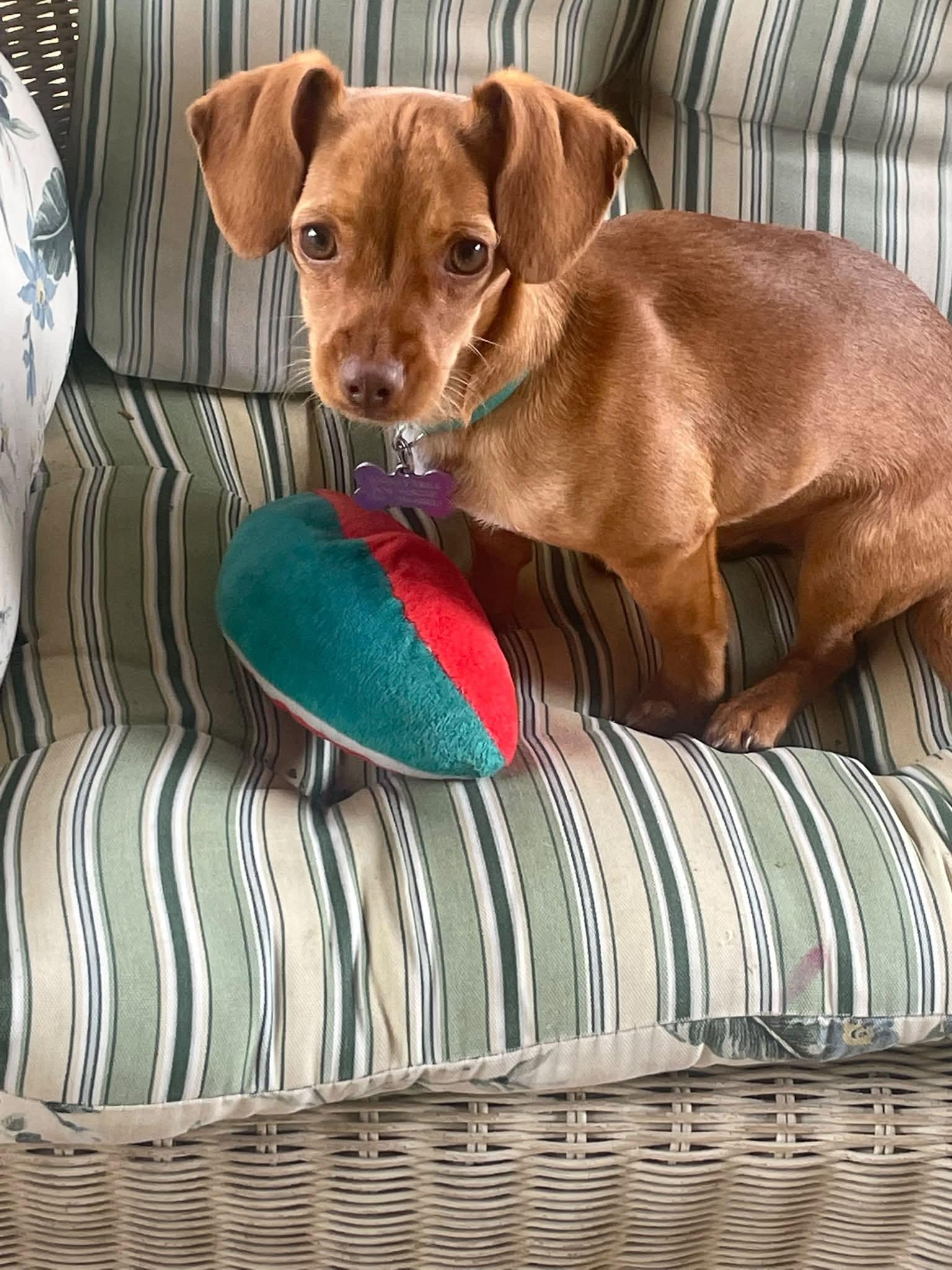 Enlarge Churro, a ADOPTABLE mixed breed in Eugene, OR image 2/3
